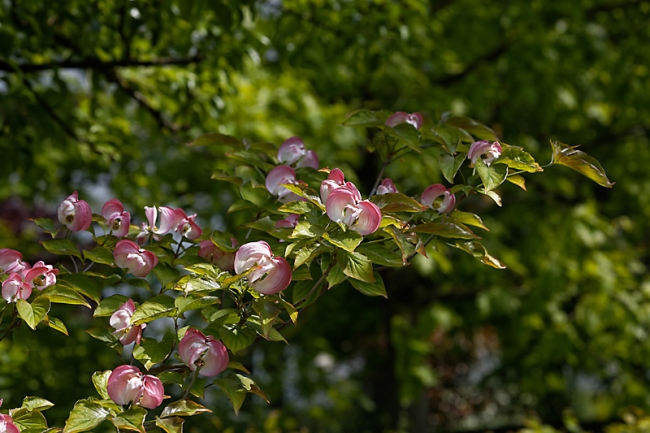 Jardin des Impressionnistes-MAI14-058